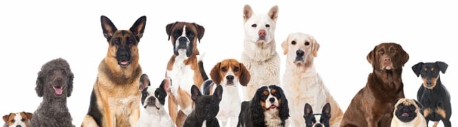 WORKING DOG REGISTRY